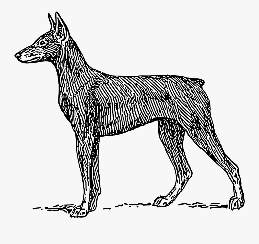 Doberman Pinscher Drawing, Transparent Clipart