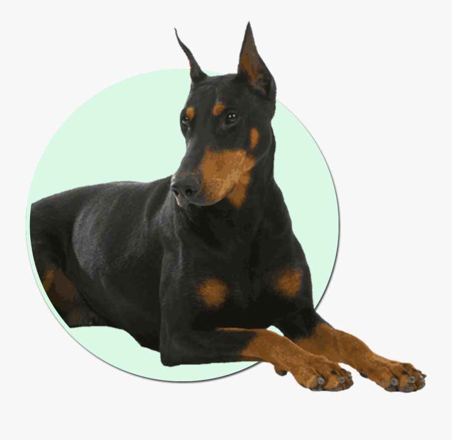 Transparent Doberman Png - Dogs With Worms Symtoms, Transparent Clipart