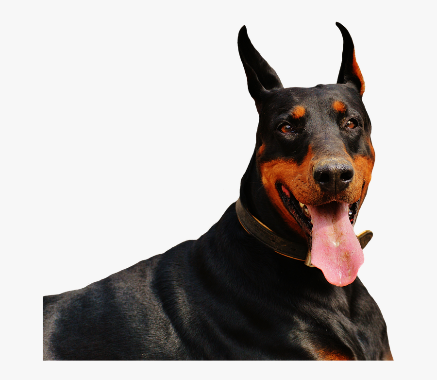 Doberman Dog Animal World - Doberman Vs Deutscher Boxer, Transparent Clipart