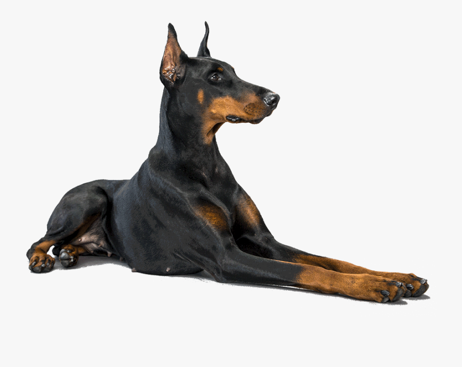 Doberman Clipart, Transparent Clipart