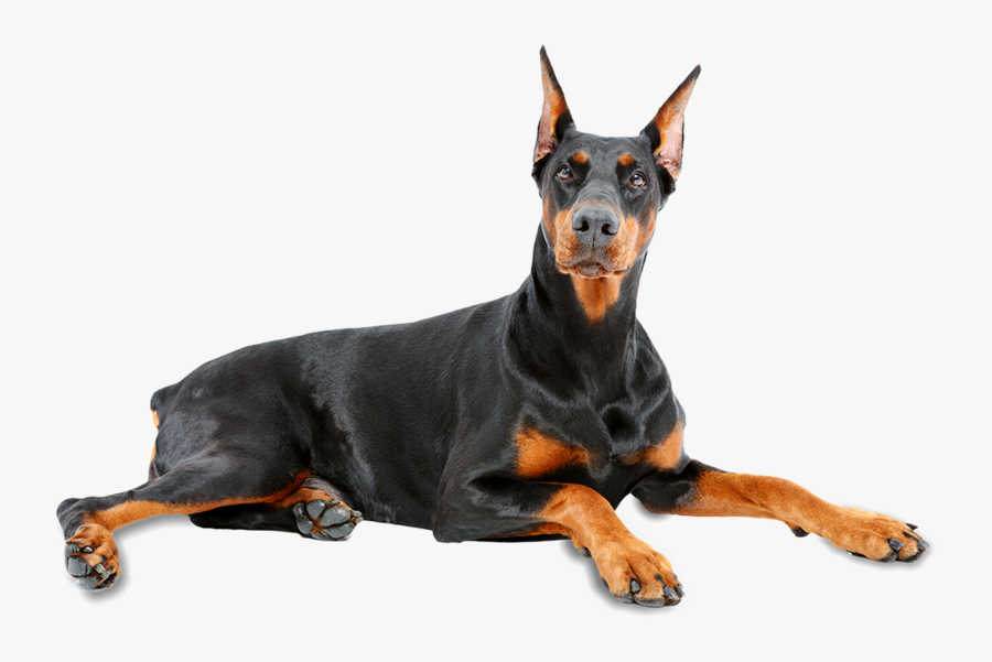 Doberman Dog Png, Transparent Clipart