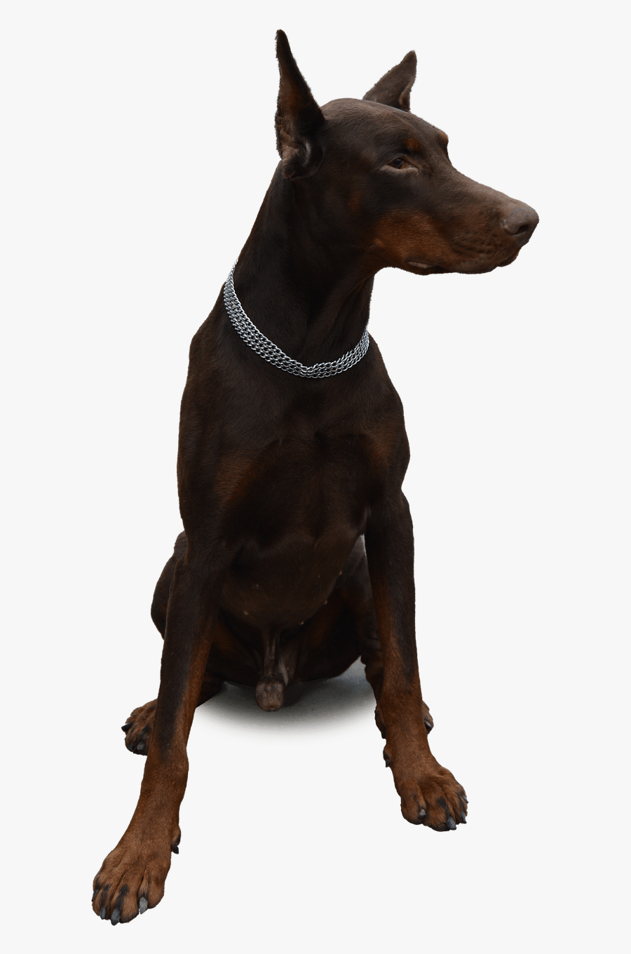 Doberman Png, Transparent Clipart