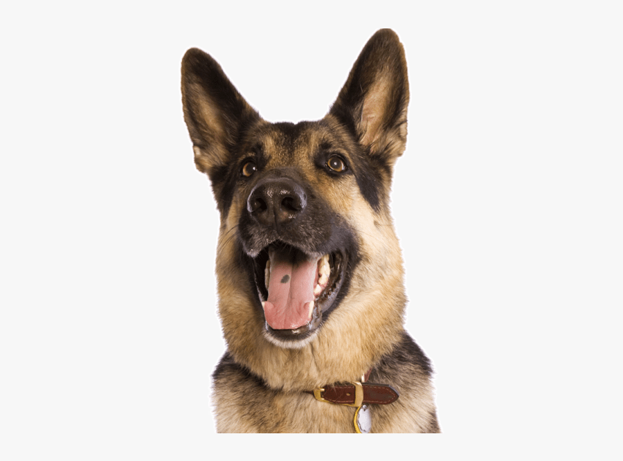 Dog Yawns, Transparent Clipart