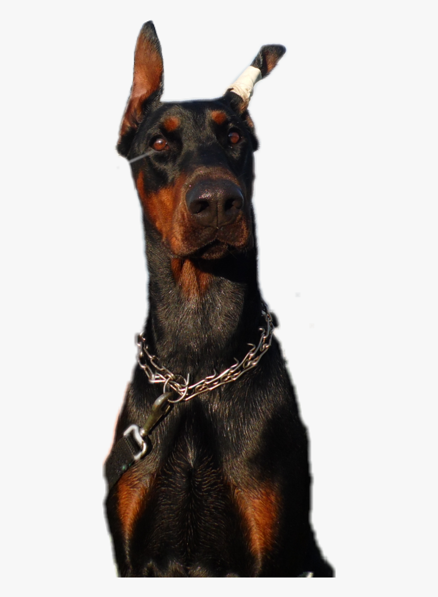 Dogs Doberman Funny Funnydog Freetoedit - Dobermann, Transparent Clipart