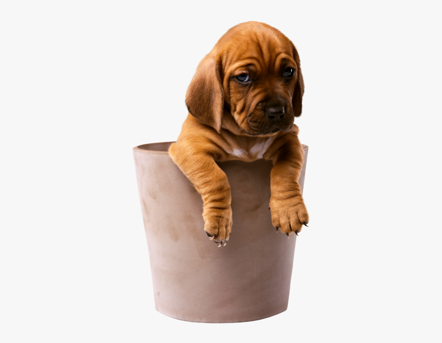 Puppy, Transparent Clipart