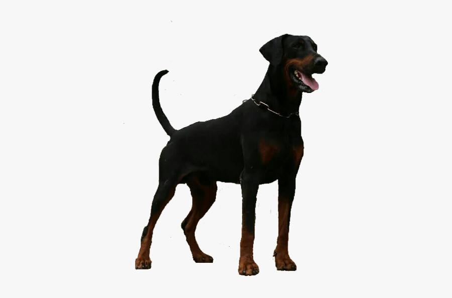 Doberman Freetoedit - Ancient Dog Breeds, Transparent Clipart
