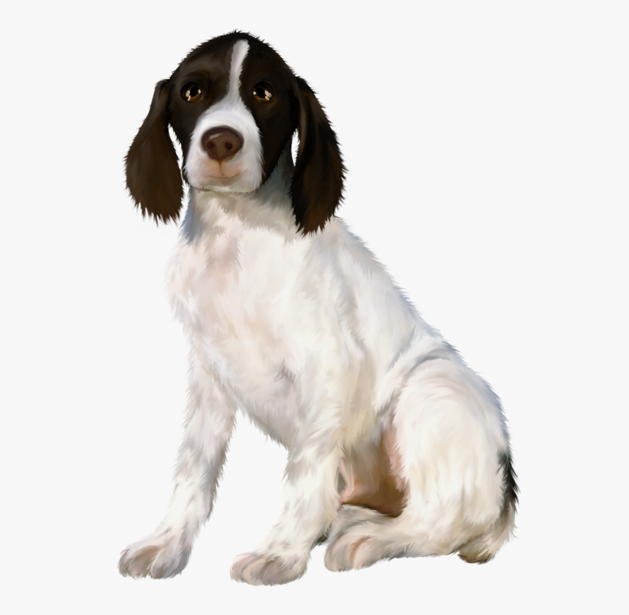 Spaniel, Transparent Clipart