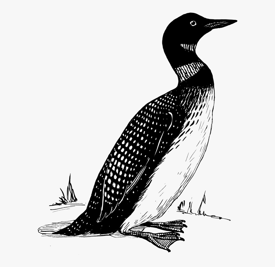 Loon - Loon Bird On Land, Transparent Clipart