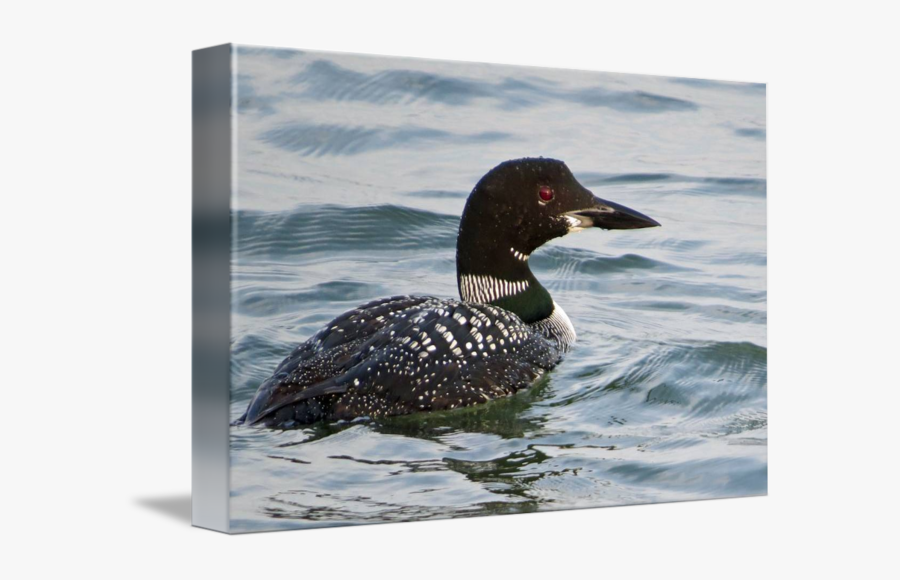 Clip Art Common By Alexandra Mackenzie - Loon, Transparent Clipart