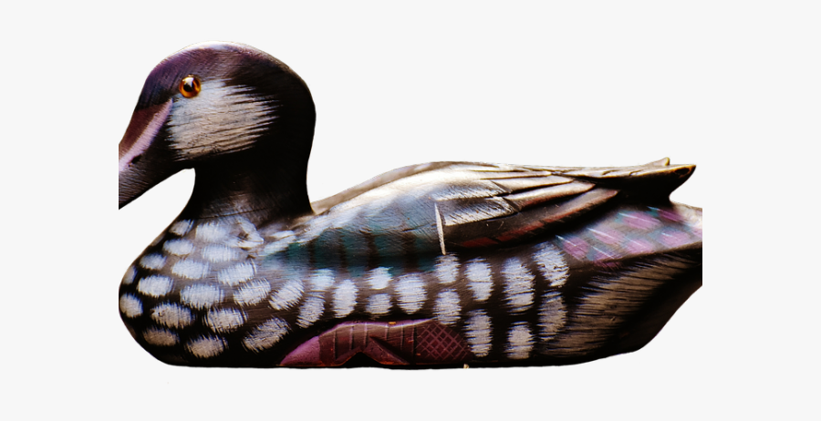 Seaduck, Transparent Clipart