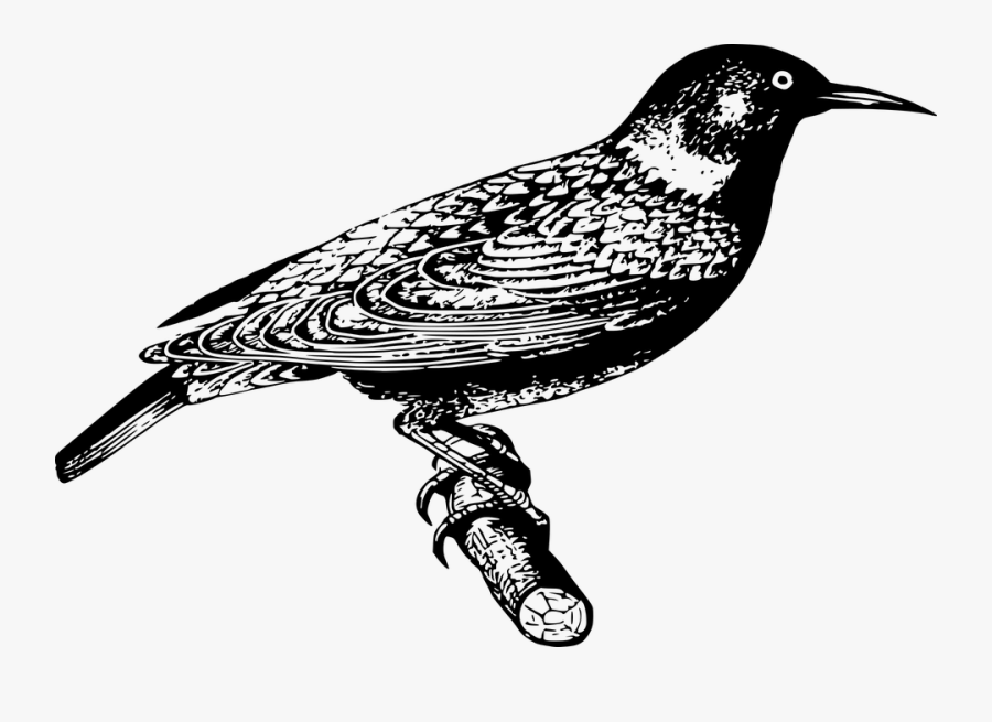 Koyal Clipart Black And White, Transparent Clipart