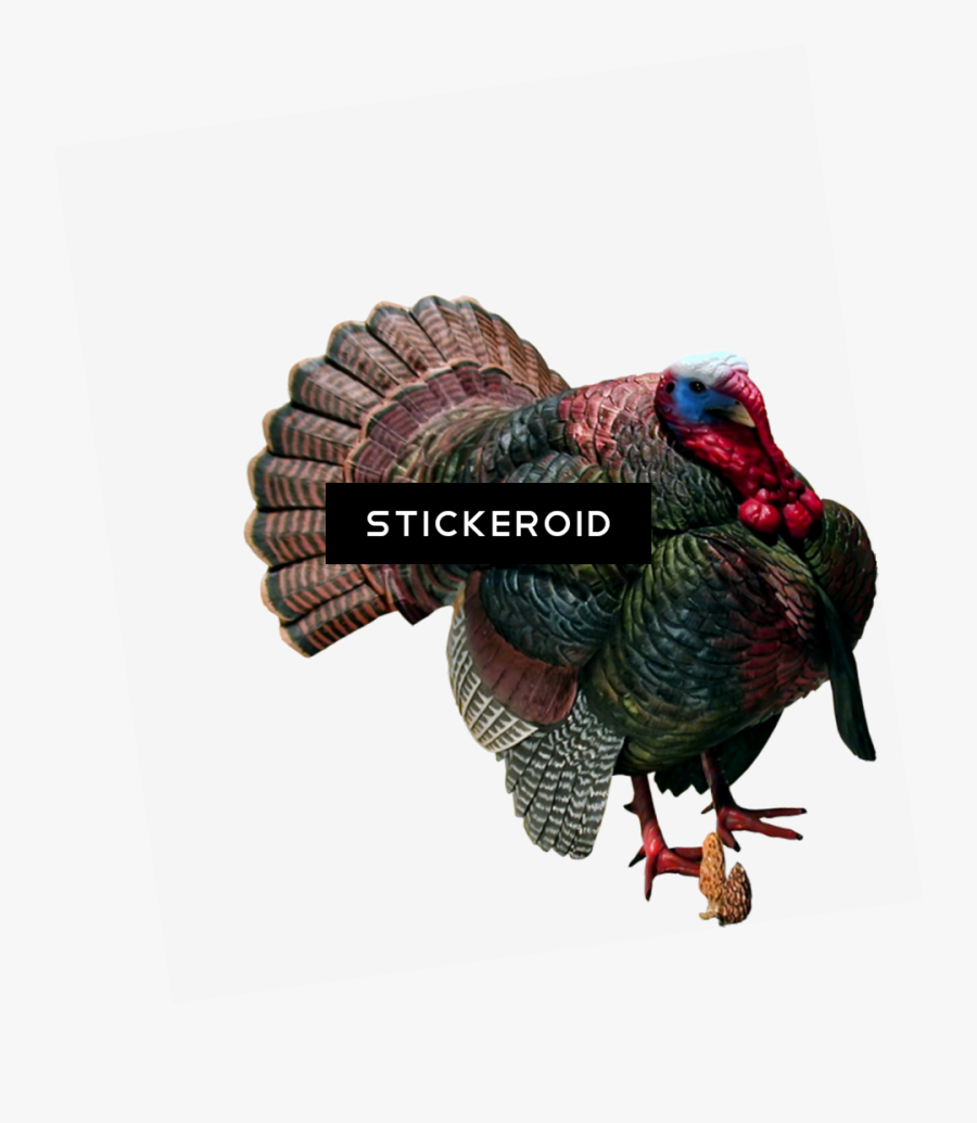 Loon Lake Decoy Strutting Eastern Wild Turkey Sculpture - Transparent Clipart Png Turkey, Transparent Clipart