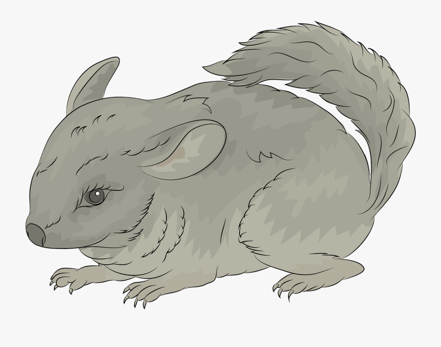 Chinchilla, Transparent Clipart
