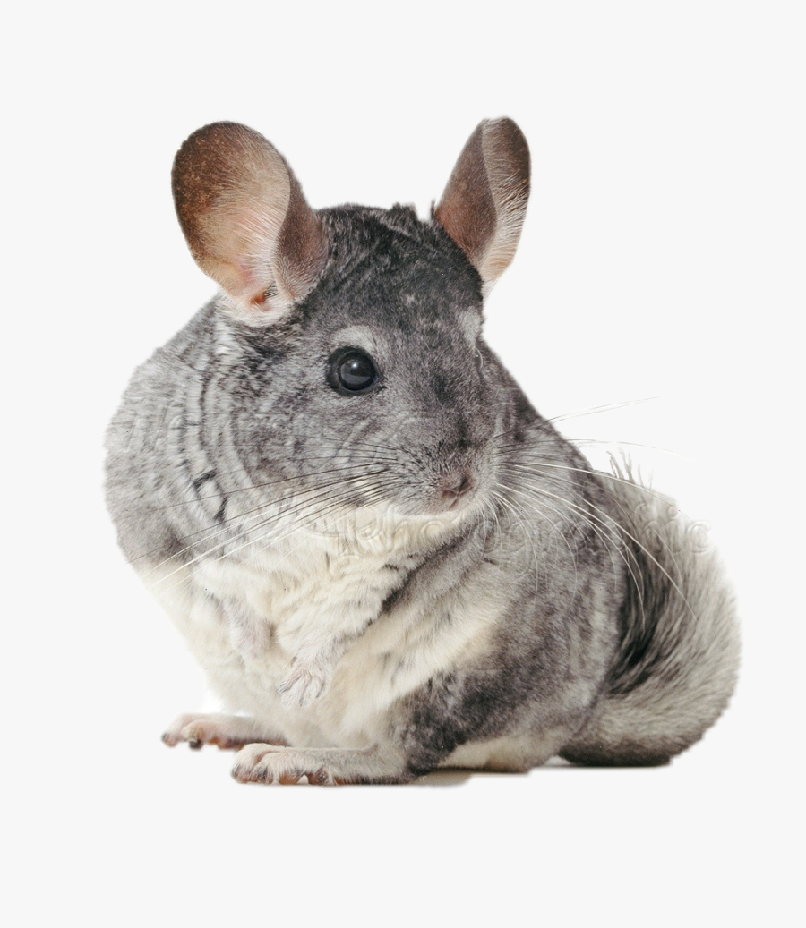 #chinchilla - Chinchilla With White Background, Transparent Clipart