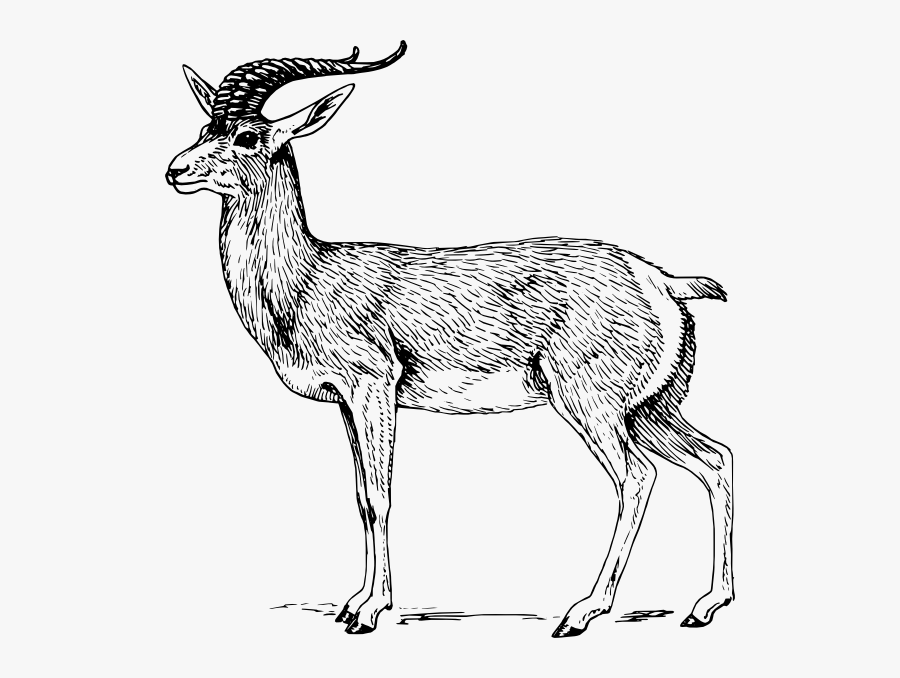 Antelope Clipart Black And White, Transparent Clipart