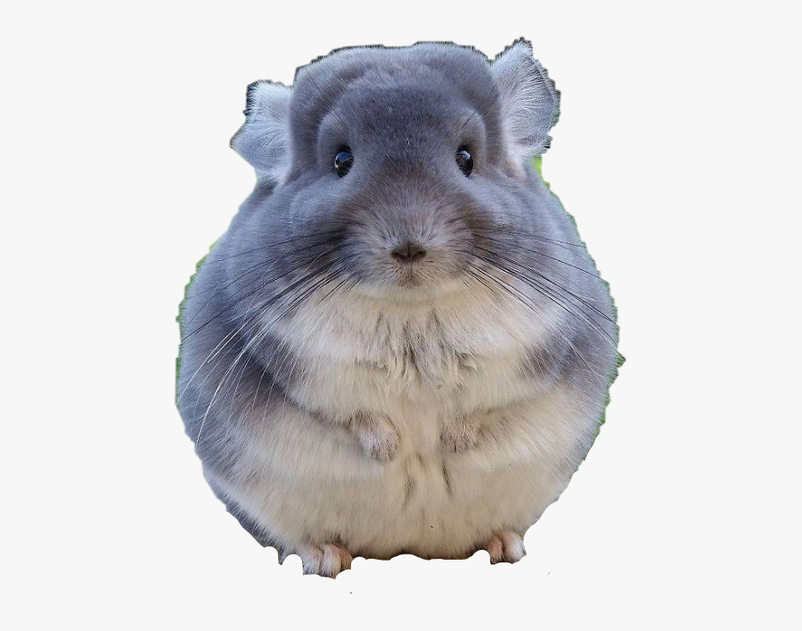 #chinchillalover #chinchilla #cute #fat #freetoedit - Fat Chinchilla Pet, Transparent Clipart