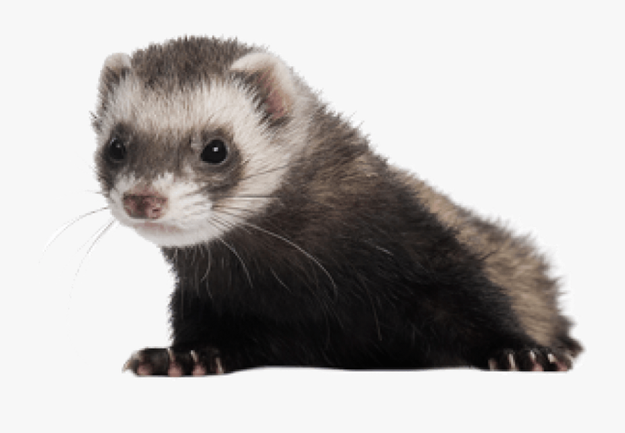 Ferret Transparent Clipart - Ferret Png, Transparent Clipart