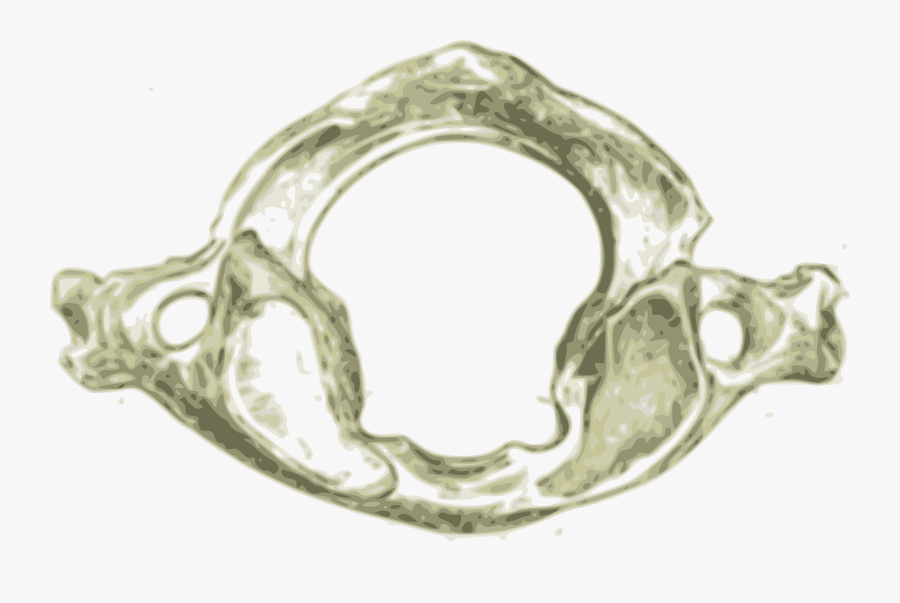 Atlas First Human Cervical Vertebra C1 Clip Arts - Atlas Vertebra Of Human, Transparent Clipart
