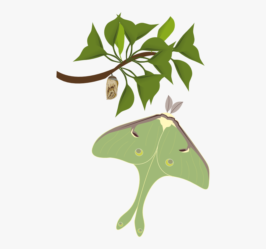 Plant,flora,leaf - Luna Moth, Transparent Clipart