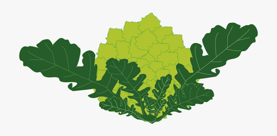 Cauliflower, Transparent Clipart