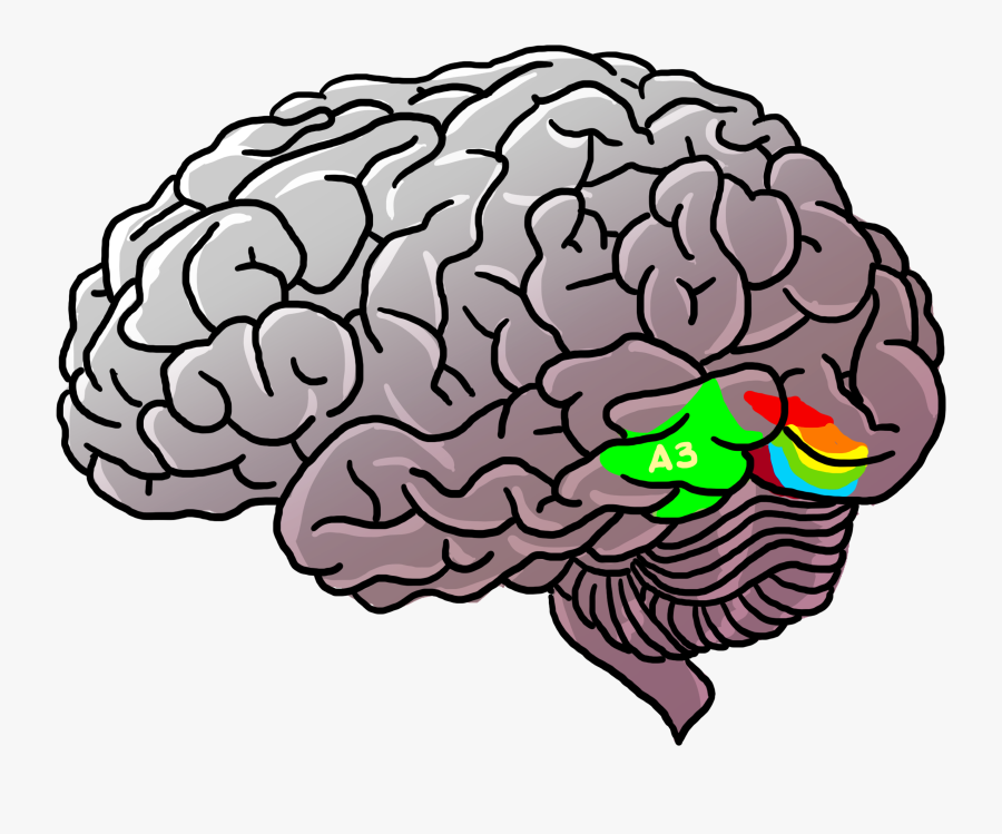 Collection Of Free Brain Drawing Messy Download On - Human Brain Brain Png, Transparent Clipart