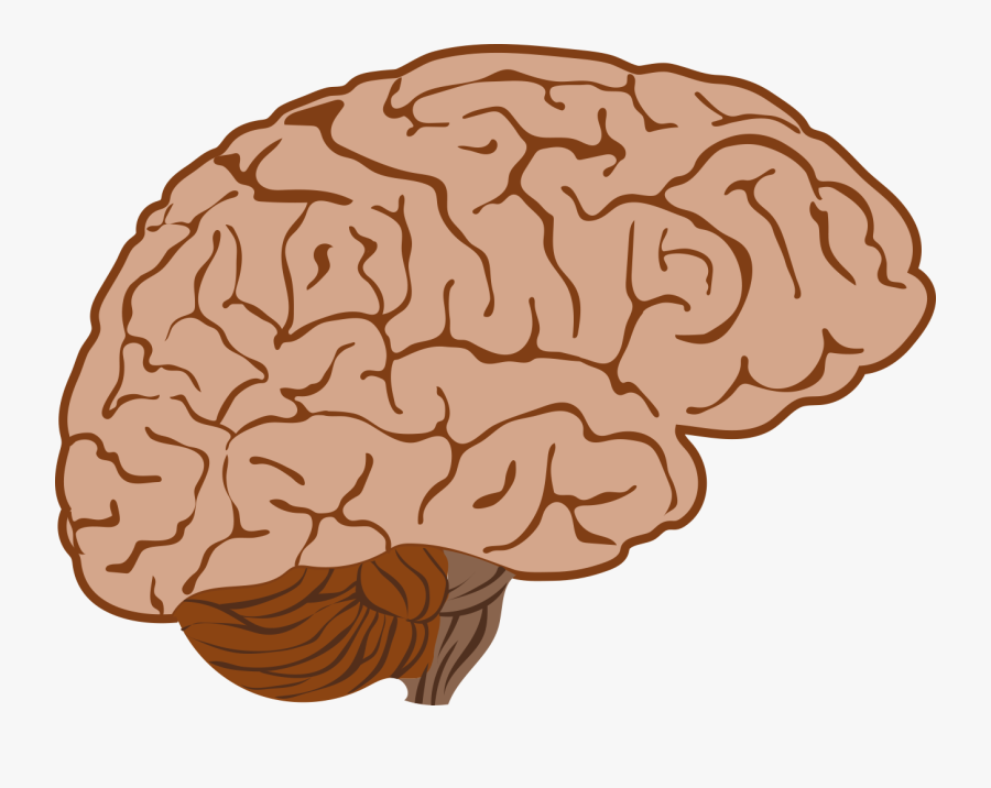 Weak Brain Cliparts - Illustration, Transparent Clipart