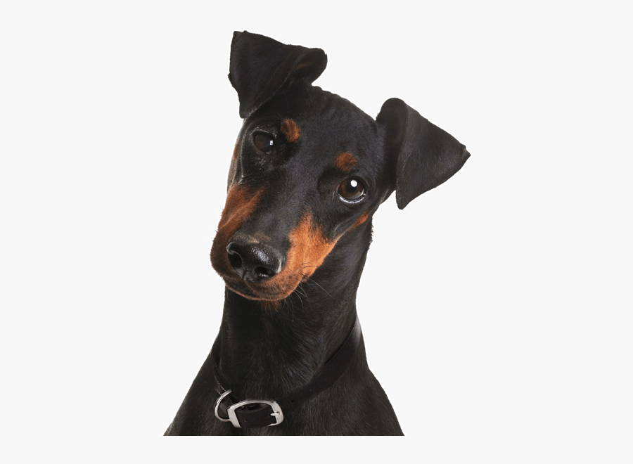 Clip Art Miniature Pinscher Puppies Dogs - Manchester Terrier Mini, Transparent Clipart