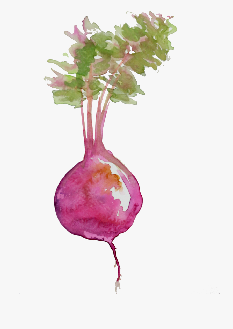 Beet Watercolor Png, Transparent Clipart