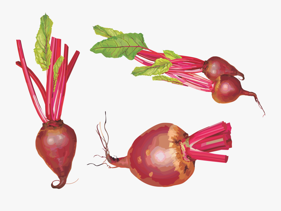 Beet Png - Vegetables Vector, Transparent Clipart