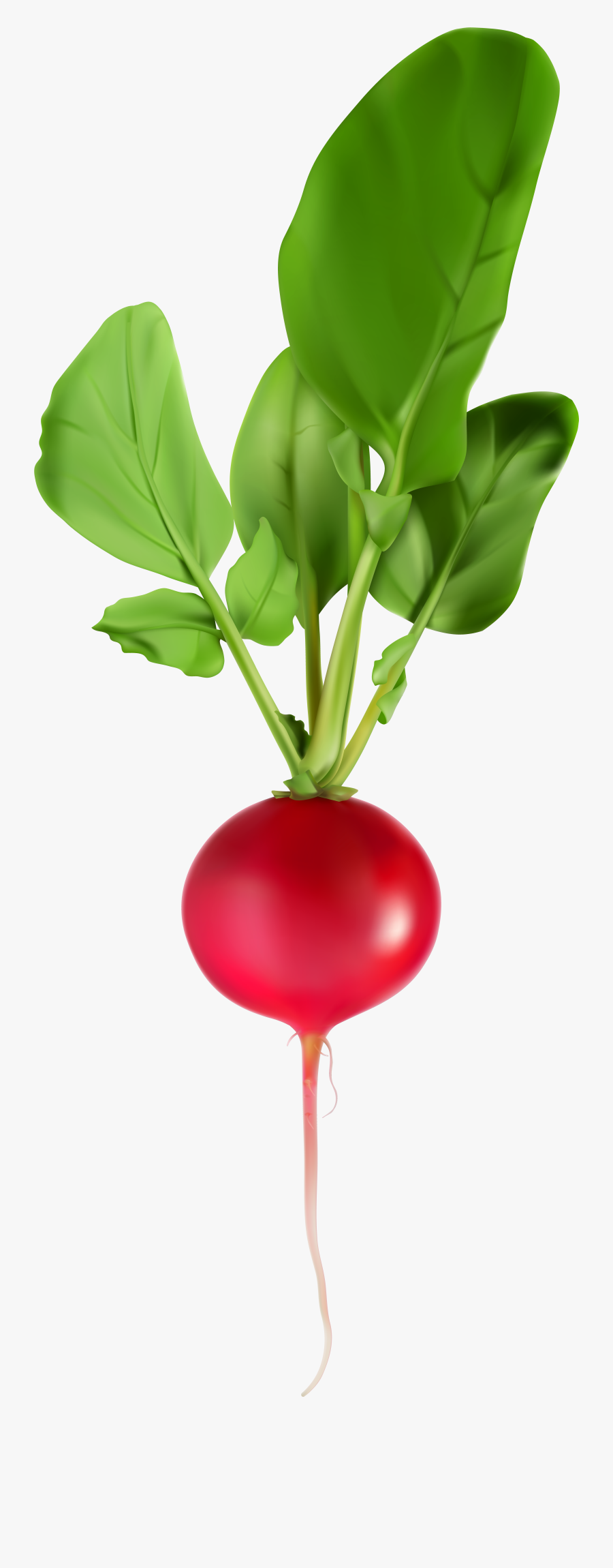 Radish Png, Transparent Clipart