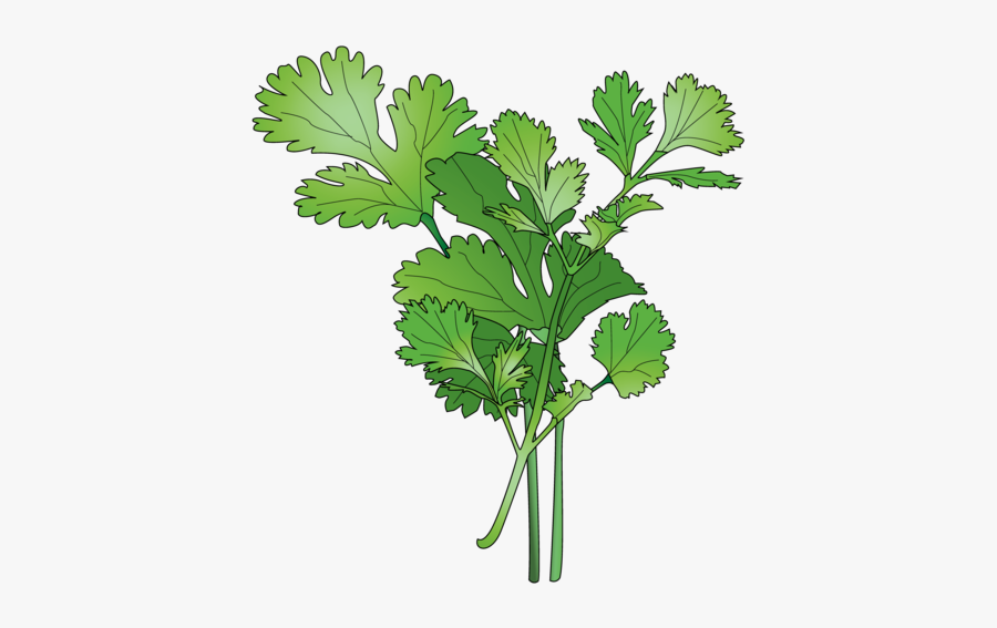 Parsley, Transparent Clipart