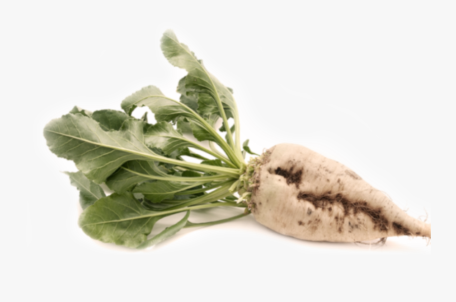 Transparent Beet Png - Sugar Beet Png, Transparent Clipart