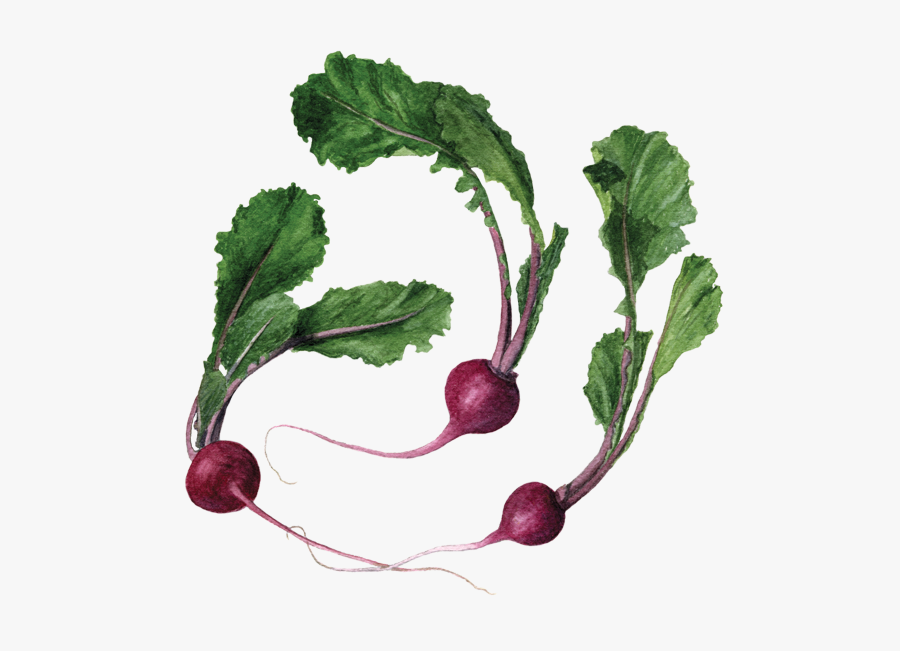 Scarlet Queen Turnip - Beet Greens, Transparent Clipart