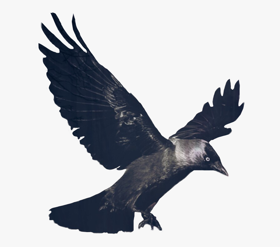 Ftegothic Goth Raven Bird - Crow Png, Transparent Clipart