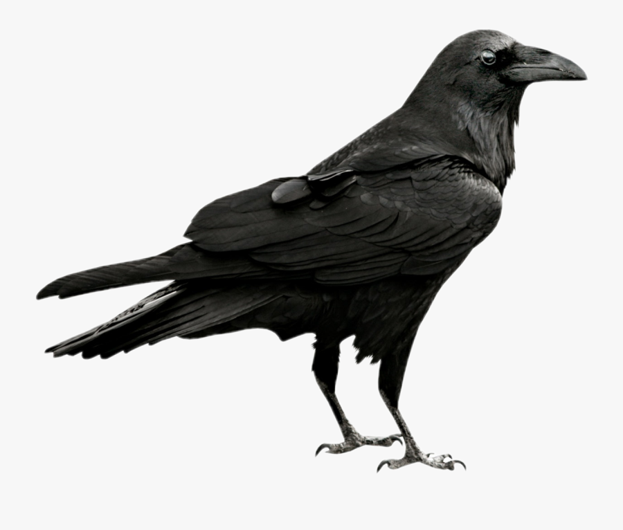 Crow Clipart Gothic - Raven Transparent Png, Transparent Clipart