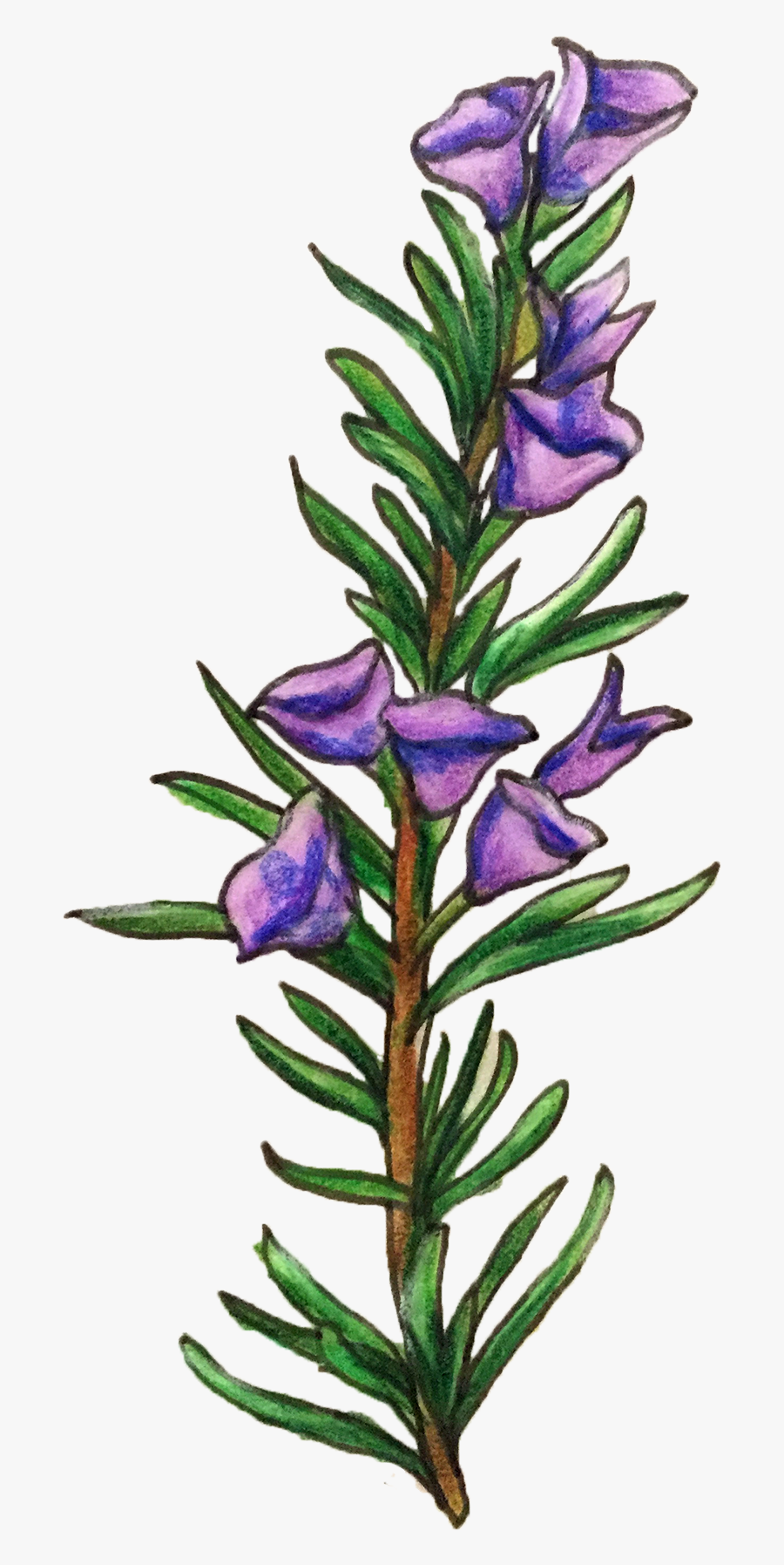 Rosemary Flower Illustration Png Clipart , Png Download - Rose Mary Clip Art, Transparent Clipart