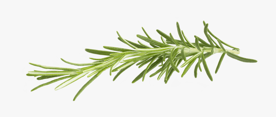 Rosemary - Rosemary Png, Transparent Clipart