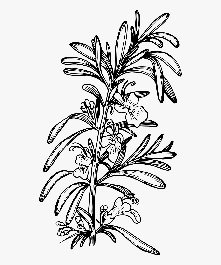 Art,monochrome Photography,monochrome - Rosemary Black And White Png, Transparent Clipart