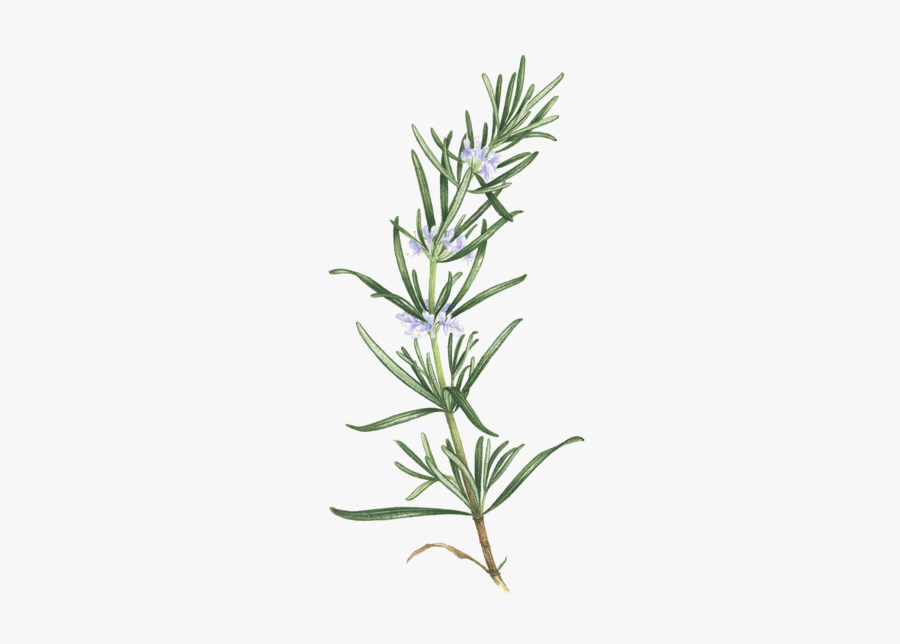 Thyme Transparent Background Rosemary Png, Transparent Clipart