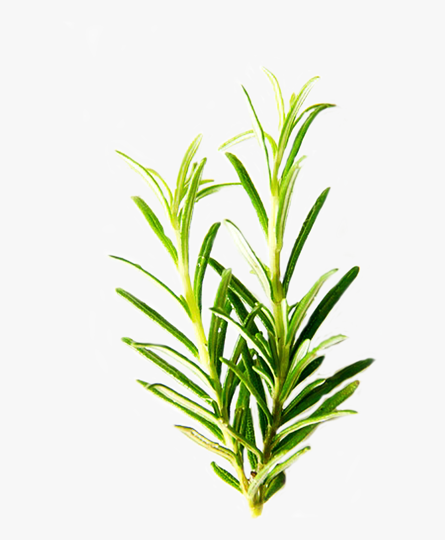 Rosemary Isolated Herbs Green Leaf Ingredient - Transparent Background Herb Png, Transparent Clipart