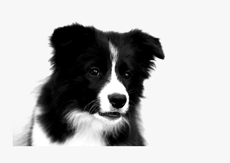 Border Collie Png Photos - Puppy Border Collie Drawing, Transparent Clipart