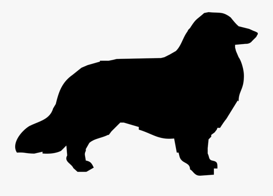 Dog, Collie, Border Collie, The Silhouette, Pet, Doggy - Silhouette Of A Bald Eagle, Transparent Clipart