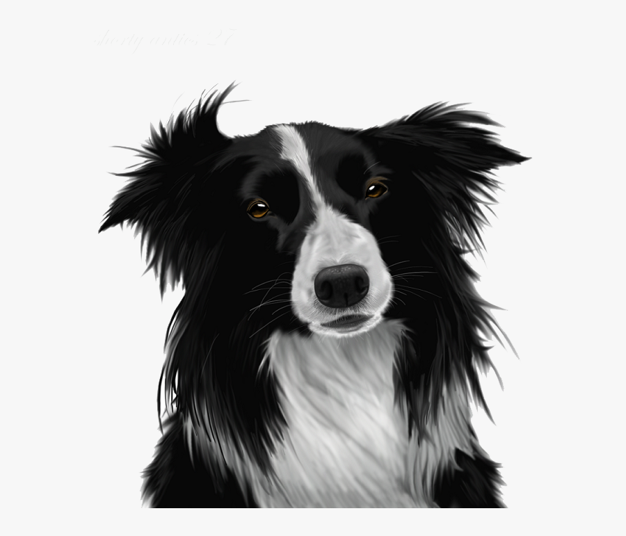 Border Collie Png Image - Border Collie Png, Transparent Clipart