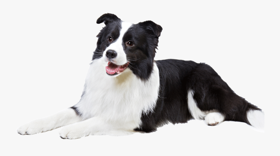 Clip Art Dog Breed Information Famil - American Kennel Club Cooling Mat, Transparent Clipart