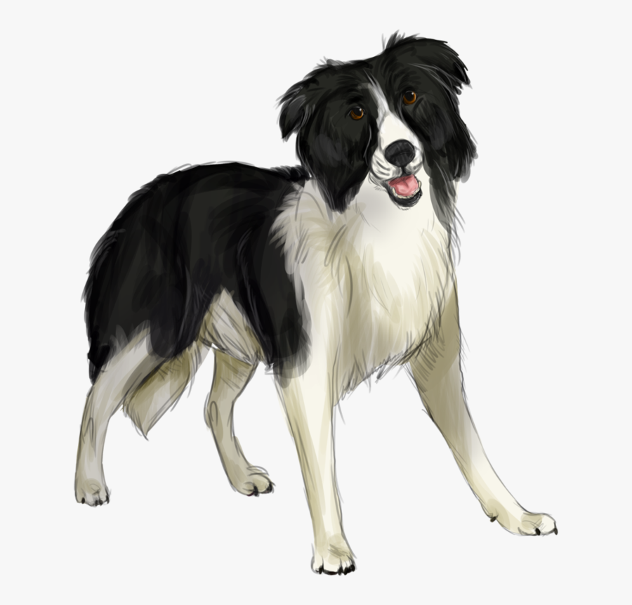 Clip Art Photos Of Border Collies - Dog Png Border Collie, Transparent Clipart