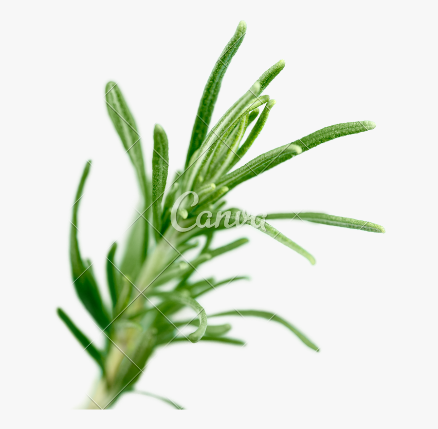 Clip Art Fresh Green Of Rosemary - Hyssopus, Transparent Clipart