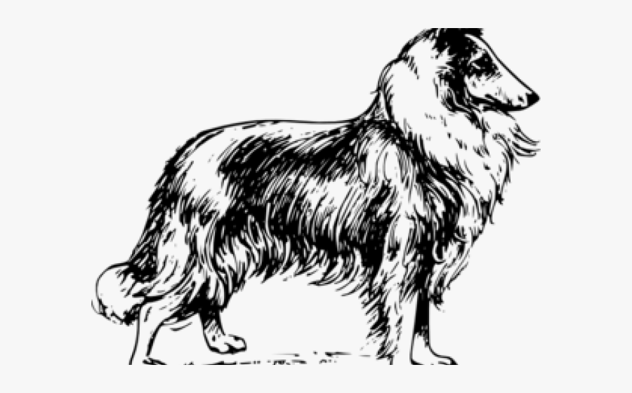 Dibujo Rough Collie, Transparent Clipart