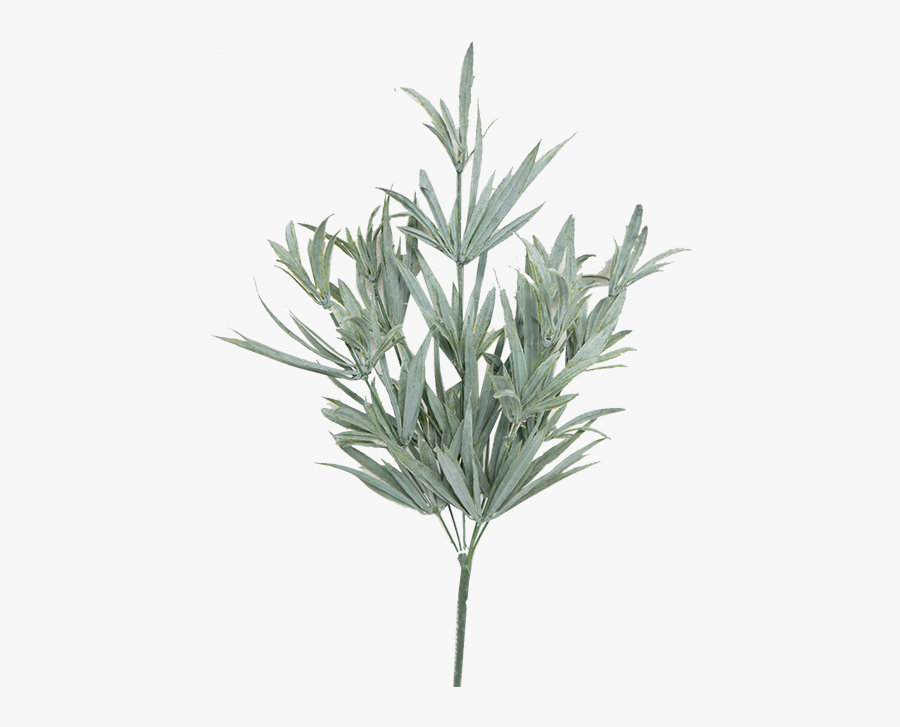 Transparent Rosemary Png - Rosemary Transparent, Transparent Clipart