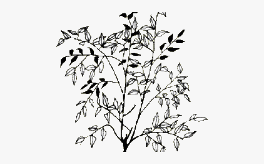 Twig, Transparent Clipart