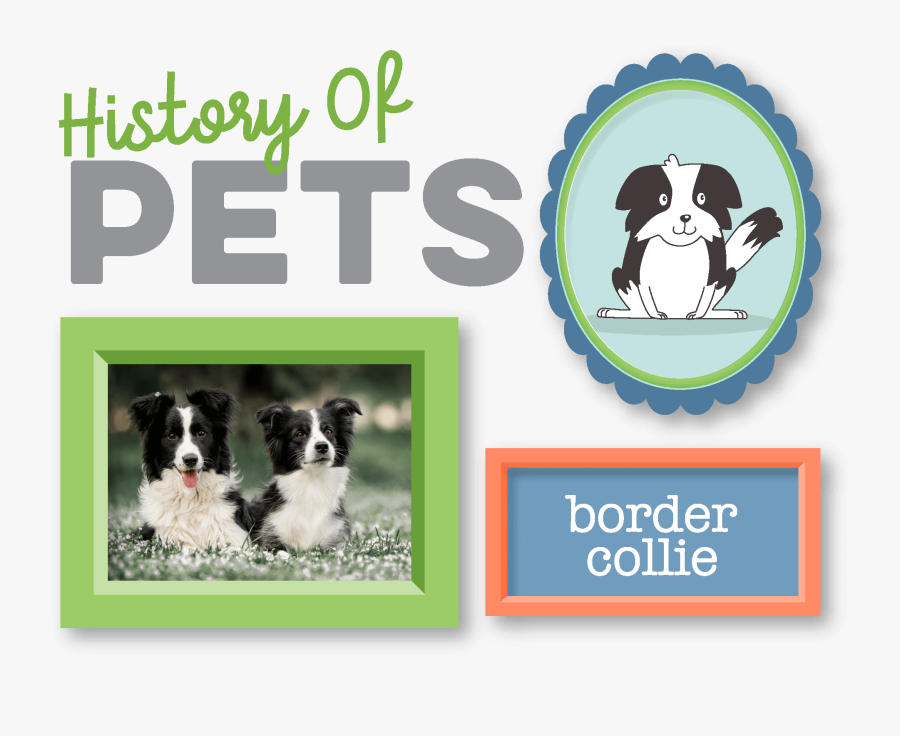 Border Collie, Transparent Clipart